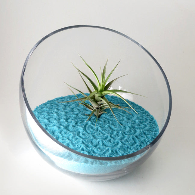 Air Plant Zen Garden desk plant from Gardens of Wendiland
